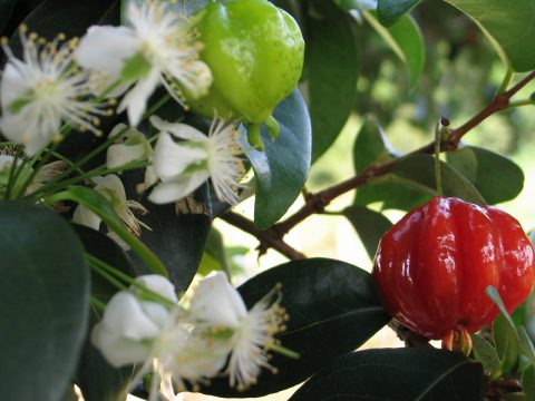 La ciliegia di Cayenna per il giardino