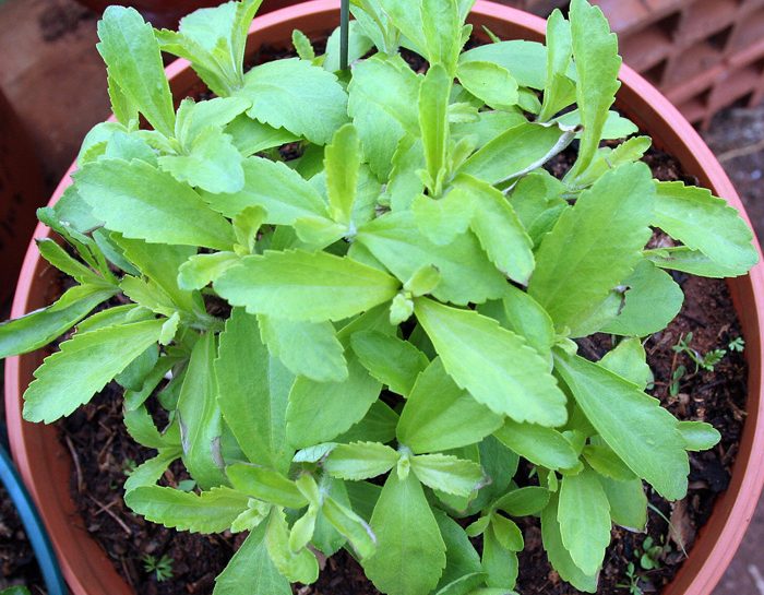 La stevia alla mezz'ombra