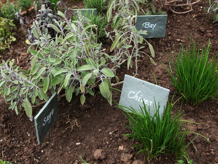 Le erbe aromatiche: cosa conviene coltivare