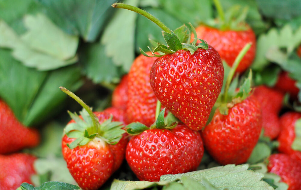 Come coltivare le fragole in vaso, in balcone e in giardino Donna Moderna