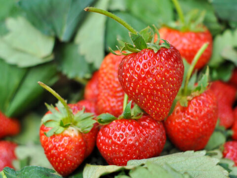 Coltivare le fragole in balcone e non solo