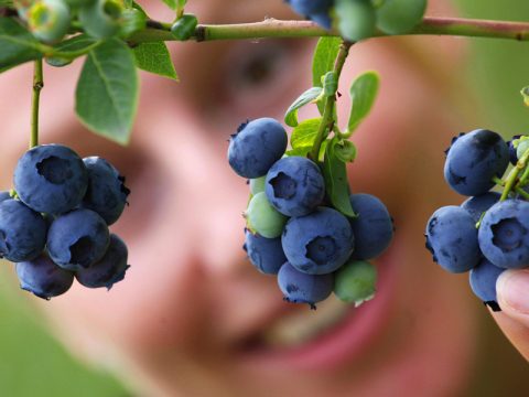 Coltiva i frutti di bosco