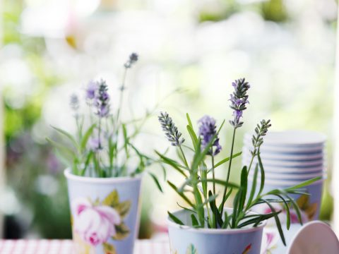 Lavanda: 5 idee per decorare casa