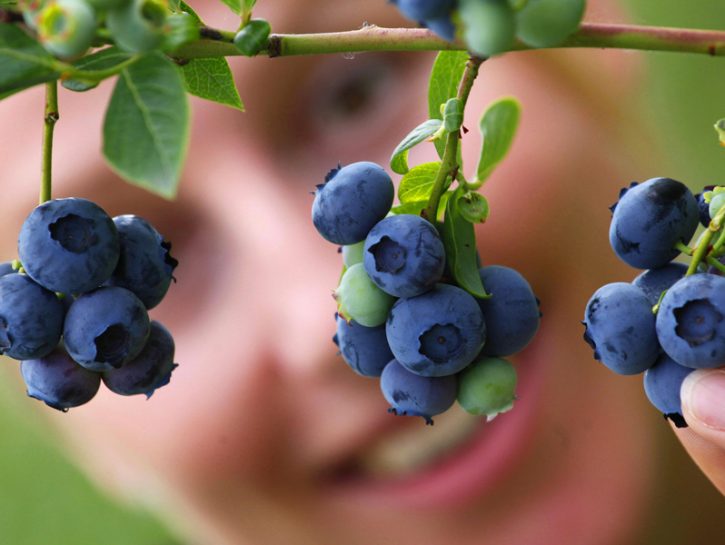 Coltiva i frutti di bosco 