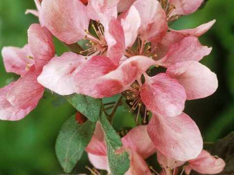 Rosa, ortensia, viburno, melo: i fiori dalla doppia vita
