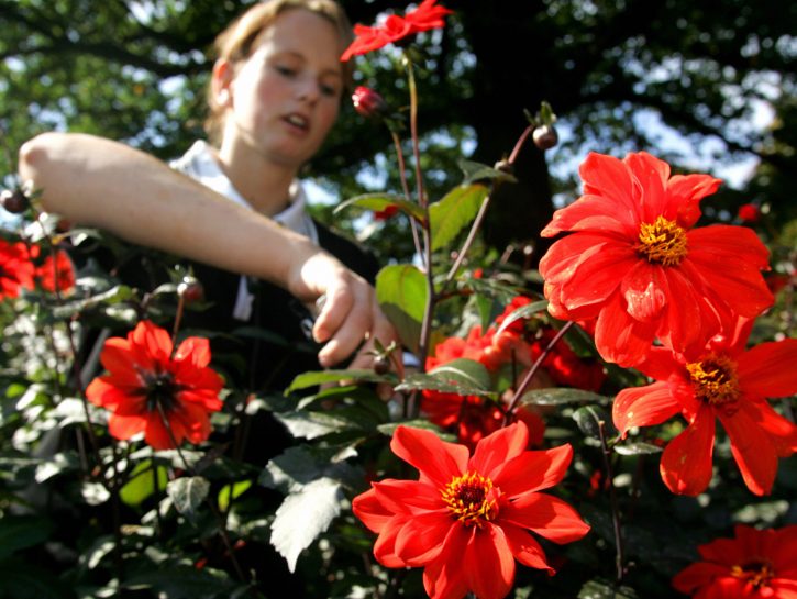 Fiori grandi e colorati per il tuo balcone