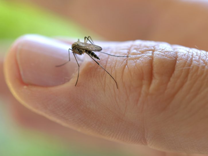 Le diete e le piante che allontanano le zanzare