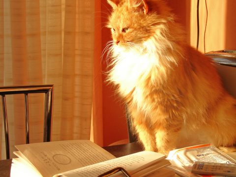 Libri bellissimi per donne che amano i gatti