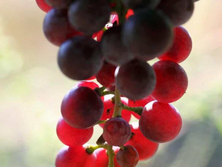 L'uva Crimson per gli antipasti