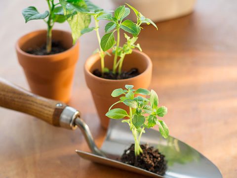 Come fare un orto in casa