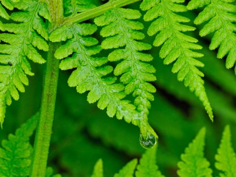 Clorofilla, proprietà e benefici del verde