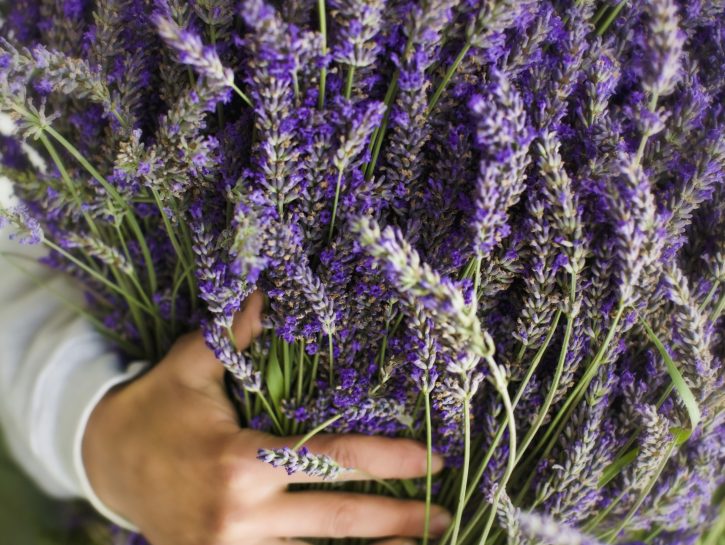 Fai da te tonico: lavanda