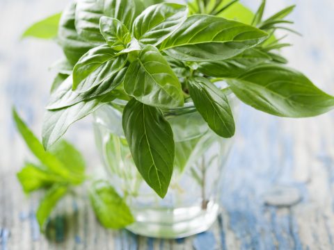10 erbe aromatiche protagoniste in cucina