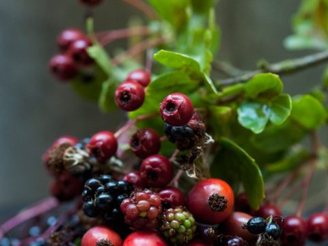 Ribes nero, il cortisone naturale