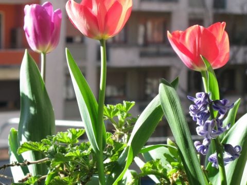 Più verde in casa: natura amica