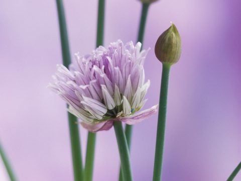 7 erbe aromatiche facili da coltivare sul balcone