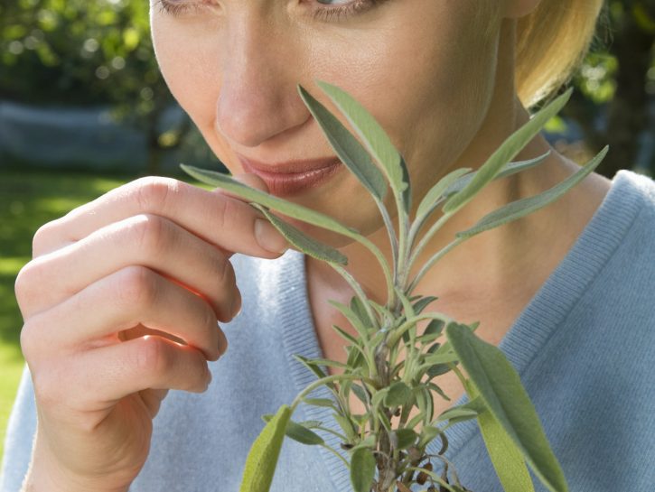 Coltivare la salvia
