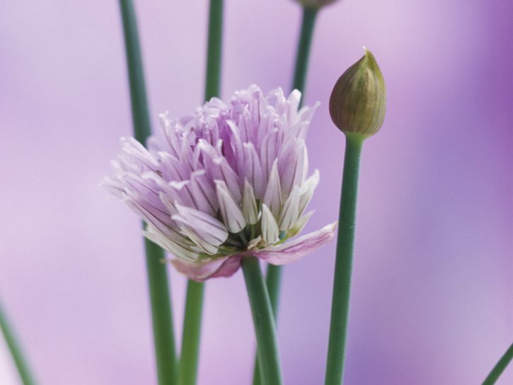 Erba cipollina