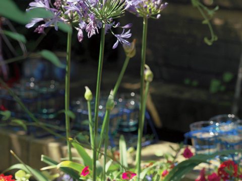 Come coltivare l'agapanto sul balcone