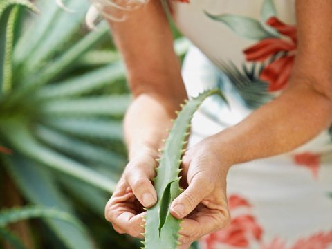 L'aloe è potente come un farmaco?