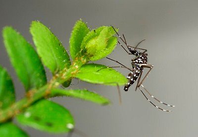 Asian Tiger Mosquito (Aedes albopictus), Florida.