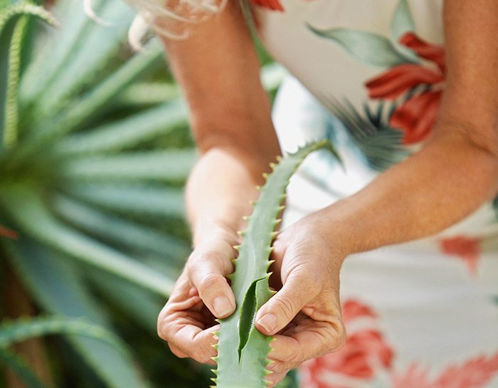 Aloe potente come farmaco