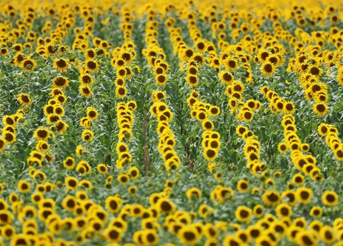 La bellezza della natura