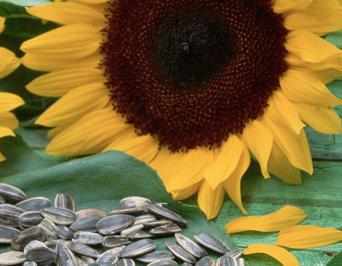 Semi di girasole: energetici e benefici per la pelle