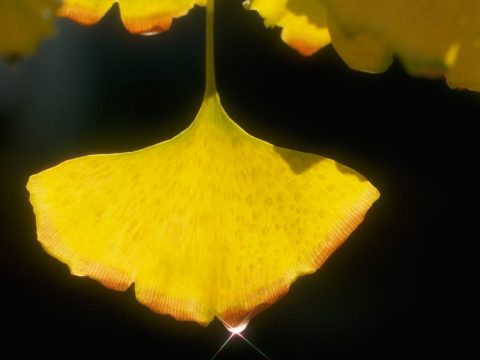 6 piante che aiutano la circolazione delle gambe
