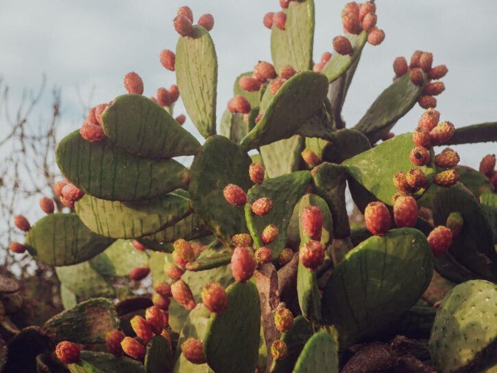 Fichi d’india: consigli top per una raccolta perfetta e senza rischi