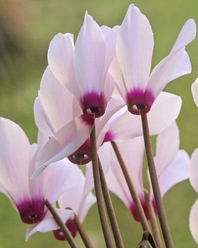 Non buttare questi fiori