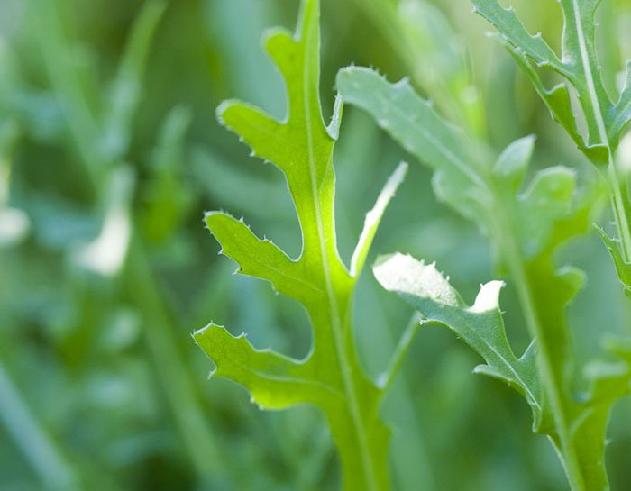 Rucola