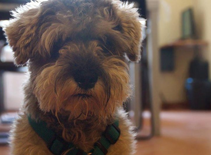 In viaggio con cane e gatto? Scegli l'ostello