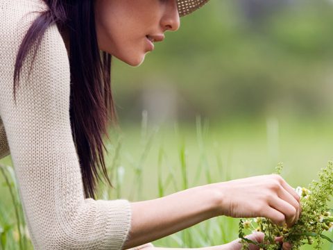Raccogli da sola le erbe mediche per la tua salute