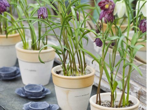 Balcone fiorito tutto inverno con i bulbi mignon