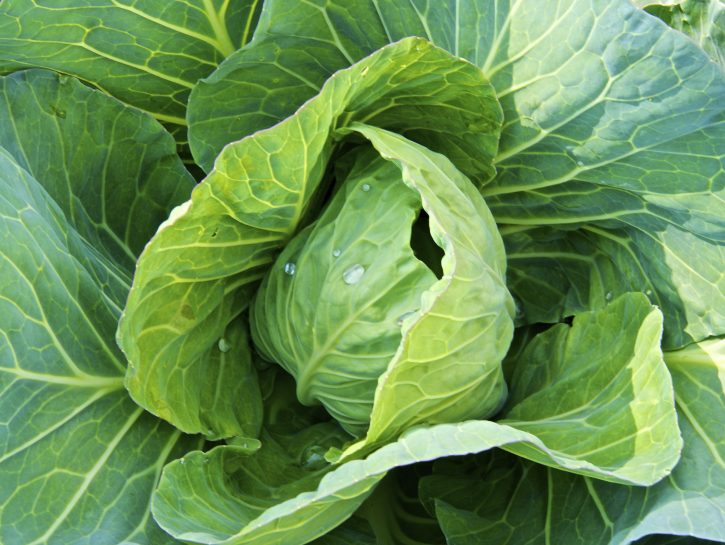 Ricette insalata calda