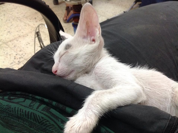 Gatto Eridu