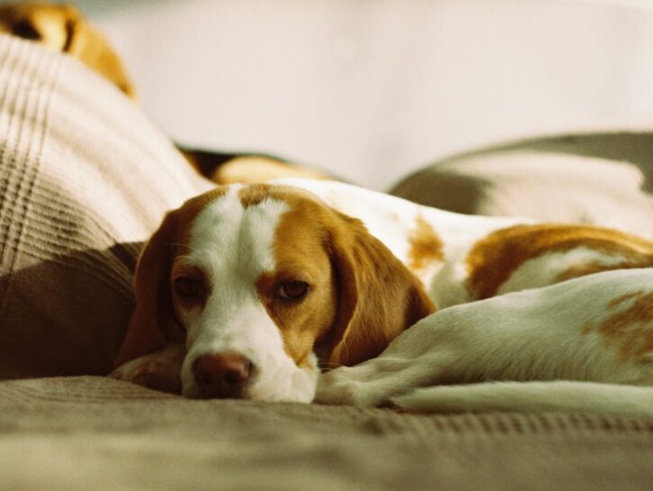 Cane al caldo anche d’inverno: consigli per affrontare il freddo insieme