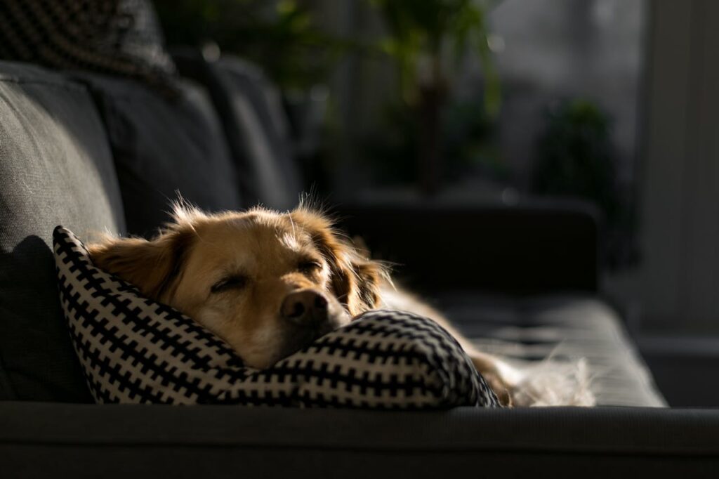 cane che dorme sul divano