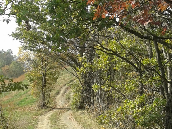 Perché l'autunno non mi mette tristezza