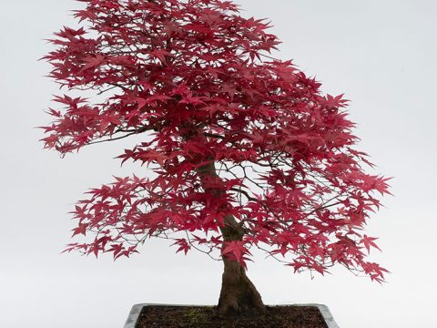 Un bonsai sul balcone