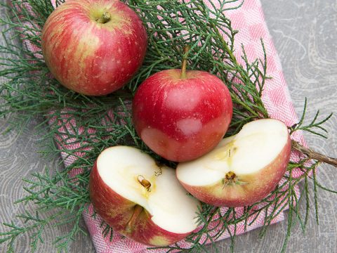 Decorazioni natalizie: sfrutta la natura per risparmiare