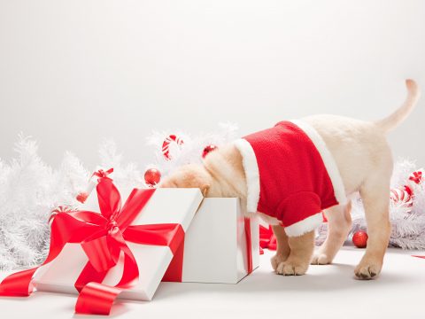 Il regalo più bello per il tuo cane