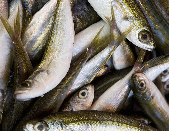 Il pesce più buono per la salute e l'ambiente