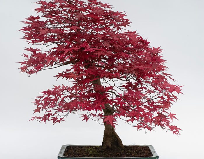 acero bonsai