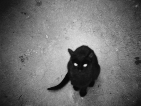 Chi ha paura del gatto nero?