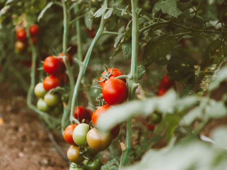 Le principali malattie del pomodoro