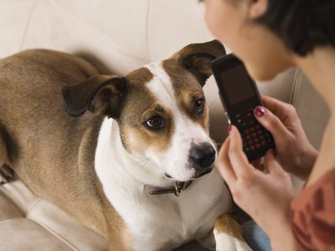 Ma quante app ci sono per chi ha un cane?