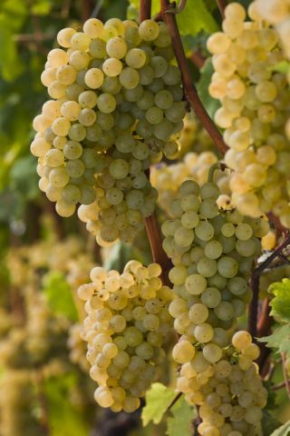 Uva per ammorbidire la pelleSe hai la pelle secca e dura, mangia molta uva, ricca di Vitamine A, C,