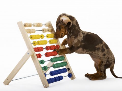 Giochi intelligenti per cani felici